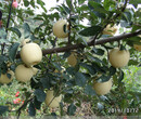M9T337自根砧维纳斯黄金苹果苗，苹果矮化砧木，苹果接穗图片