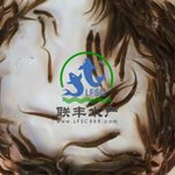 供一代臺灣泥鰍苗，快大，抗病強(qiáng)，畝產(chǎn)量高。