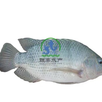 罗非鱼苗供应，罗非鱼苗价格咨询请到广州联丰水产。