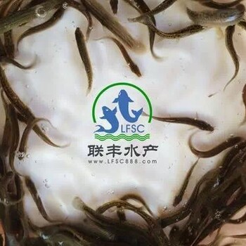 广州联丰水产供应泥鳅苗，一代台湾泥鳅苗，泥鳅养殖技术。