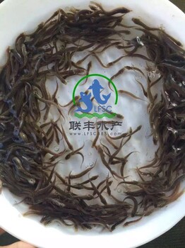 广州联丰水产供应的台湾泥鳅苗，泥鳅养殖技术，泥鳅水花