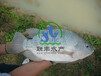 广州联丰水产供应优质罗非鱼，罗非鱼苗，罗非鱼水花。