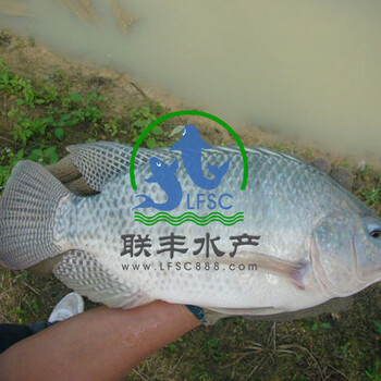 广州联丰水产供应罗非鱼，罗非鱼苗，罗非鱼水花。