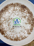 广州联丰水产供应罗非鱼苗，罗非鱼水花，罗非养殖技术