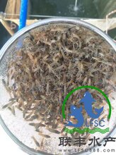 广州联丰水产供应优质的澳洲龙虾苗。图片