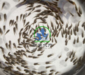 联丰水产供应优质的杂交吉富罗非鱼苗，快大，病少，易养殖。