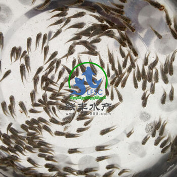 联丰水产供应的杂交吉富罗非鱼苗，快大，病少，易养殖。