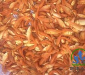 广州联丰水产供应优质鲤鱼水花，寸苗。