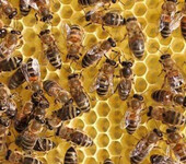 蜜蜂用啤诱食性酒酵母粉、蜜蜂养殖啤酒酵母粉、蜜蜂营养蛋白粉
