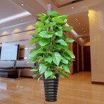武汉室内外植物出租，武汉办公室写楼花卉植物销售租赁