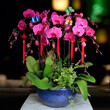 武汉新春节日年宵花金桔盆栽，新年室内年蝴蝶兰大型金钱桔绿植图片