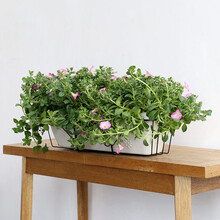 武汉小盆栽花卉墙面植物，立体绿化垂直绿化苗木花卉供货