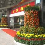 武汉公司绿植出租家庭植物租赁，武汉花卉租摆报价盆景植物租赁