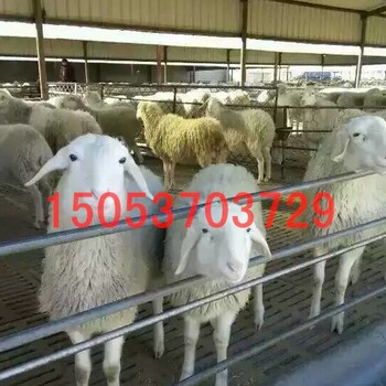 山东肉羊养殖基地供应便宜的肉羊黑山羊白山羊小尾寒羊湖羊