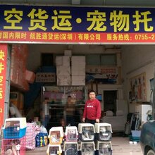 深圳宠物托运全国往返托运全程无忧,宠物空运图片