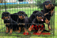 純種德系斷尾羅威納犬護(hù)衛(wèi)犬純種羅威納犬護(hù)衛(wèi)犬防暴犬