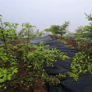 江西保湿防草布价格及规格型号