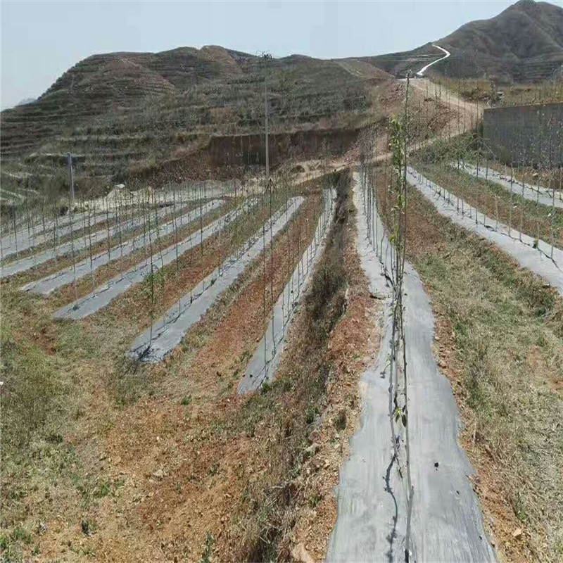 pp防草布在上海花椒园的固定方法