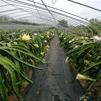 2m宽防草布在广东果树园的操作说明