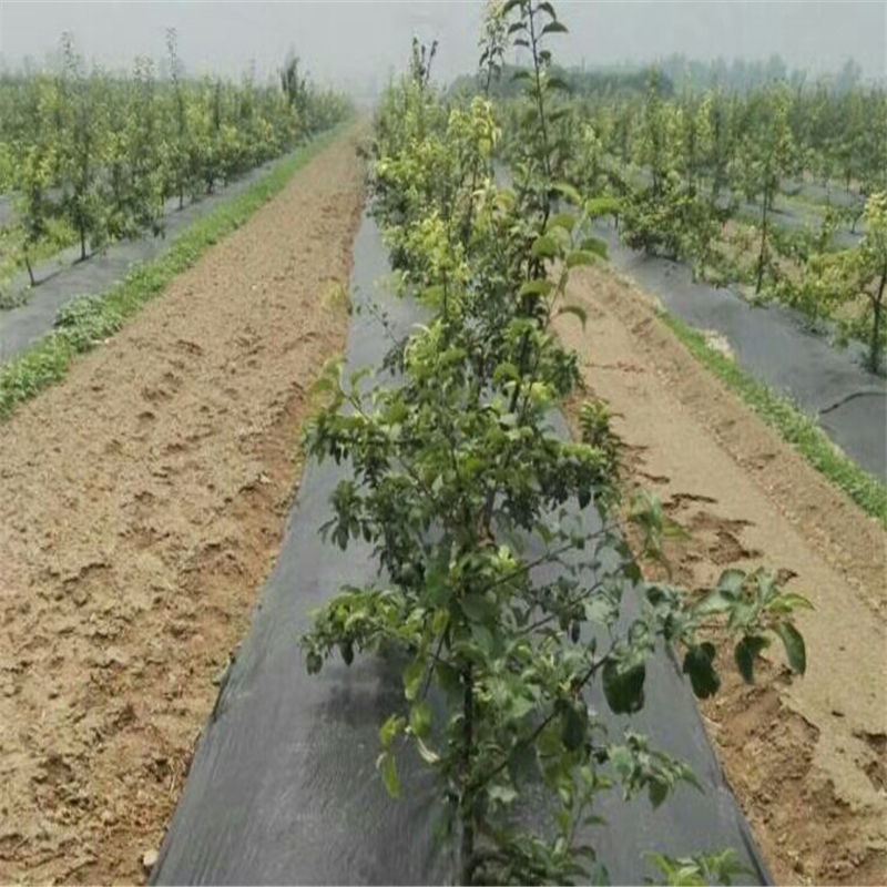 抑草编织地布在黑龙江蓝莓园的使用寿命