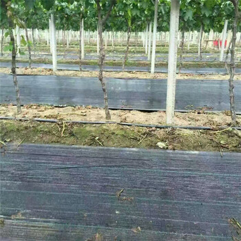 60cm防草布在甘肃蓝莓园的维护要求