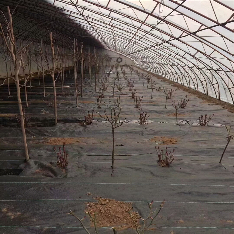 渗水防草地布在陕西火龙果园的使用寿命