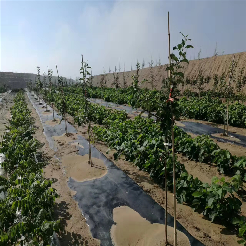 1米宽防草布在云南苹果园的连接宽度