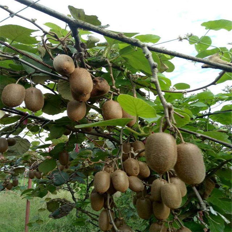 3米宽防草布在苹果园的铺盖方法