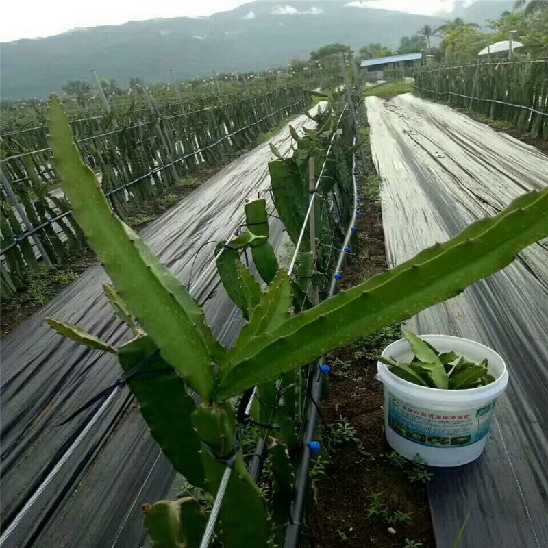 pp防草布在湖北火龙果园的使用寿命