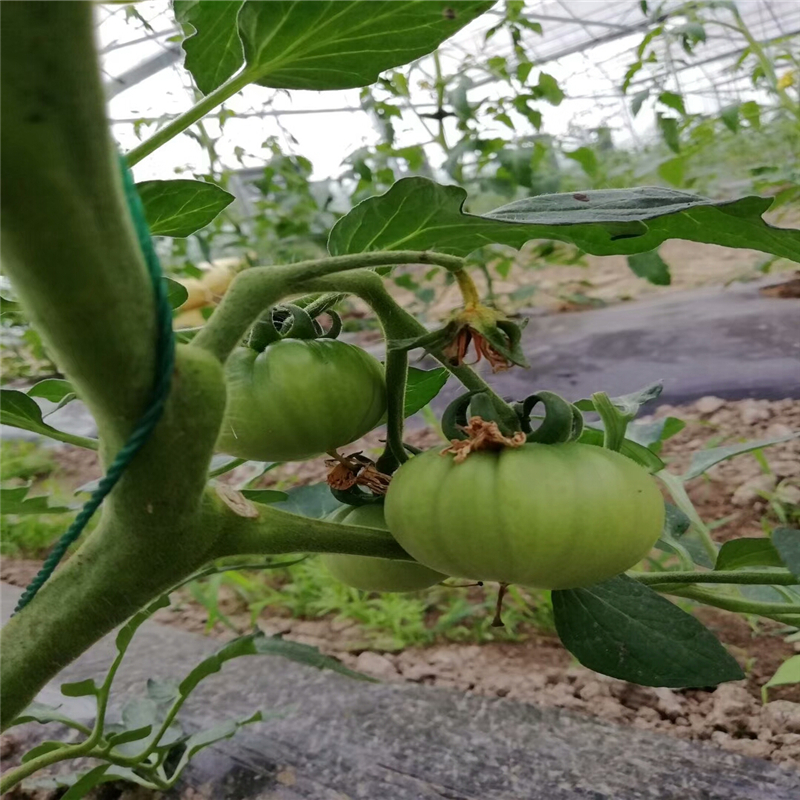 2m宽防草布在辽宁果树园的维护要求