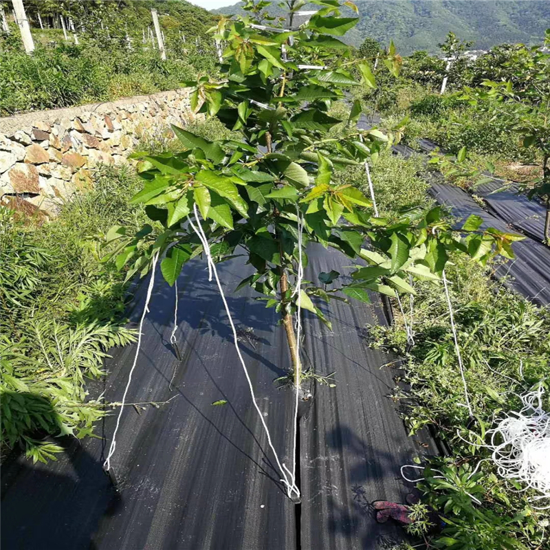 浙江1米宽防草布 蓝莓园1米宽防草布的使用寿命