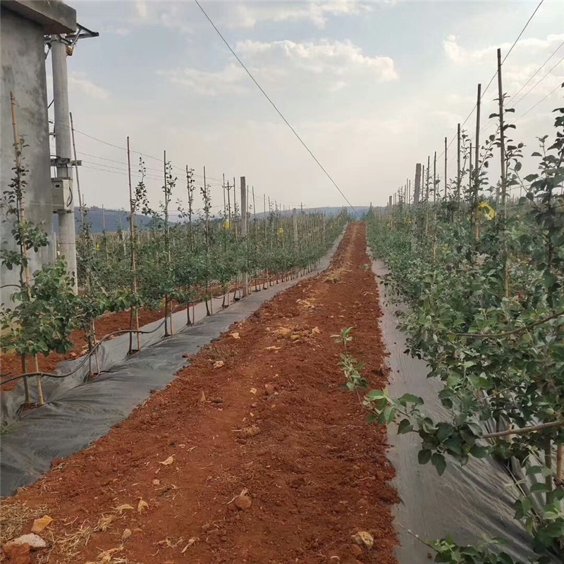 防草编织布在湖北苹果园的铺盖方法