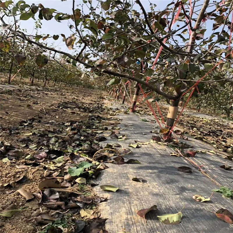 河南渗水防草地布 无花果园渗水防草地布的使用寿命