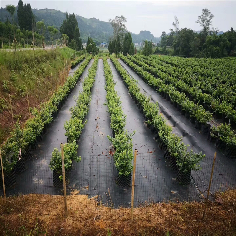 防草编织布在湖北苹果园的铺盖方法