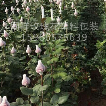 特卖鲜花网套玫瑰花蕾定型网套无结网