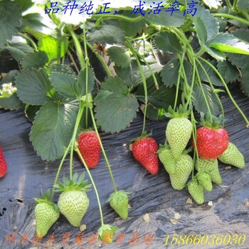 草莓苗批發(fā)草莓新品種介紹