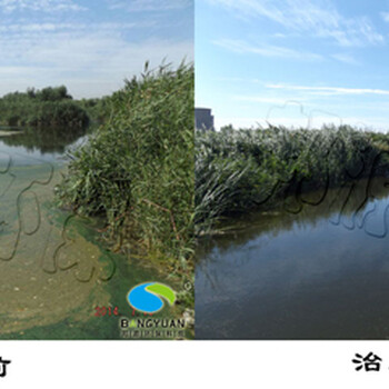 为了防止蓝藻带来的危害—蓝藻治理的必要性