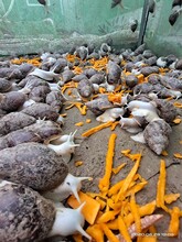 山東白玉蝸牛人工養殖技術白玉蝸牛的價格白玉蝸牛養殖是真的嗎圖片