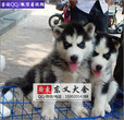 三火蓝眼睛黑白色灰白色哈士奇幼犬出售健康血统保证图片