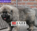 极品健康高加索猛犬出售大头版毛量足大型犬高加索宝宝图片