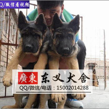 的德国牧羊犬、、永远高度警惕、忠诚看家护院好帮手