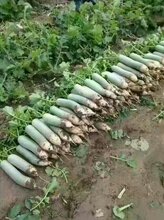 潍坊青萝卜种植基地图片