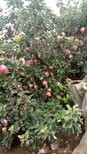 潍坊红富士苹果产地价格低图片1