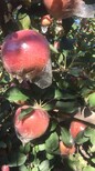 潍坊红富士苹果产地价格低图片0