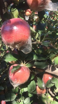 潍坊红富士苹果产地价格低