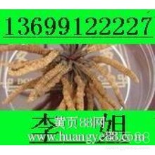 武夷山回收冬蟲夏草東阿阿膠5X極草含片淡干海參藏紅花燕窩鹿茸