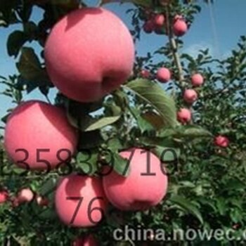 矮化烟富0苹果苗，矮化烟富8苹果苗