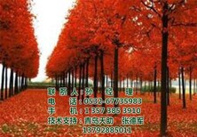 美国红枫_美国红枫价格_美国红枫批发图片0