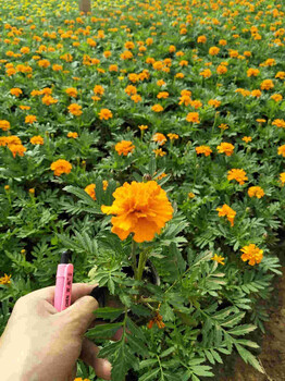 草花出售；草花基地；工厂花卉；山东草花基地；青州草花