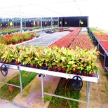 热镀锌苗床网苗床网大棚苗床网片供应图片2